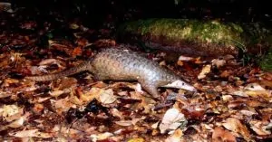 Vì sao nói tê tê là “vệ sĩ” của rừng xanh?