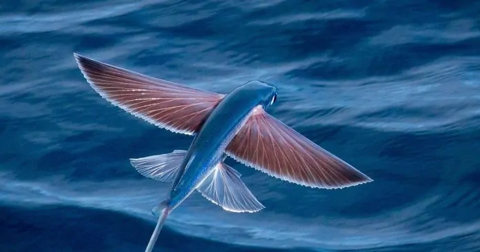 Cá Chuồn