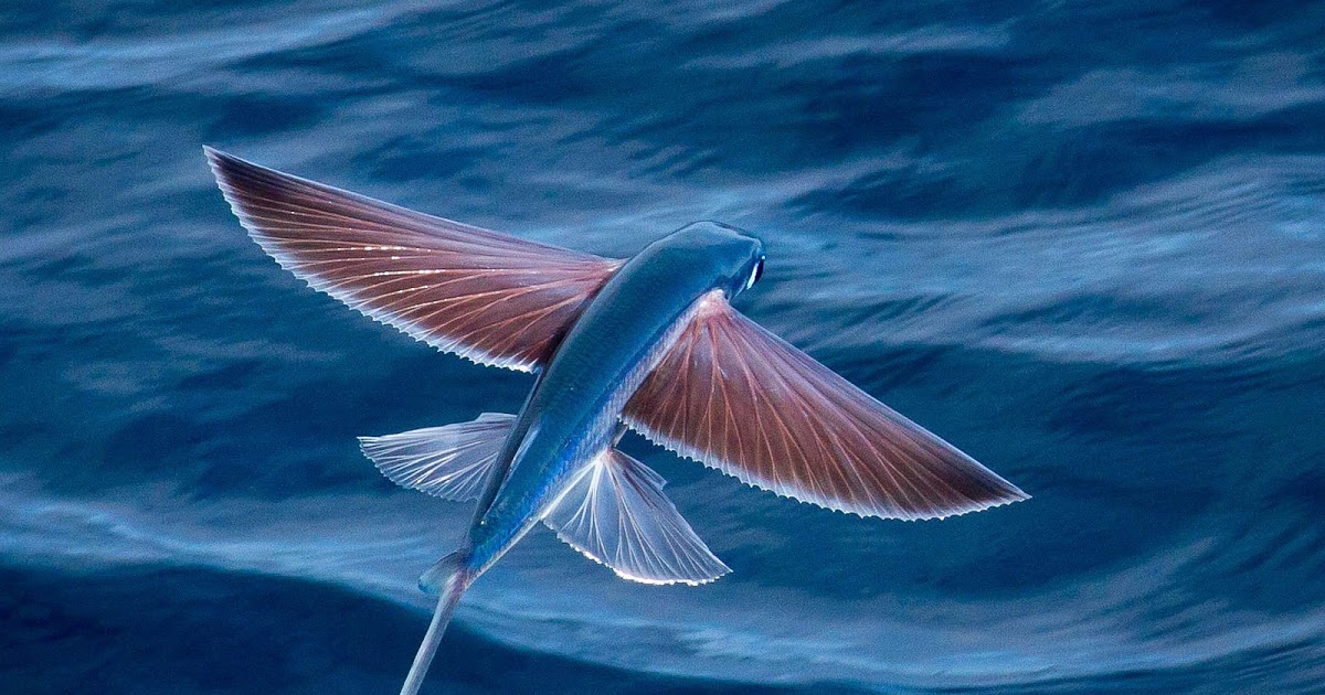 the-flying-fish Cá Chuồn