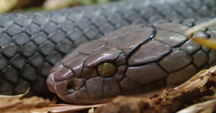 The-King-Cobra