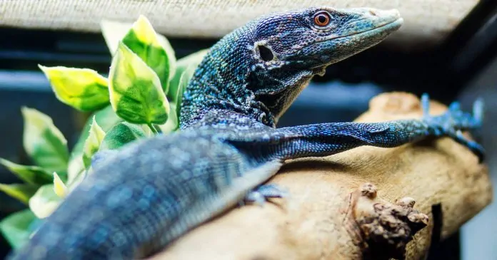 Thú cưng độc lạ Thú cưng độc lạ