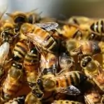 Vì sao ong chúa sống lâu hơn ong thường?