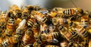 Vì sao ong chúa sống lâu hơn ong thường?