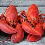 Tại sao khi tôm chín lại có màu đỏ