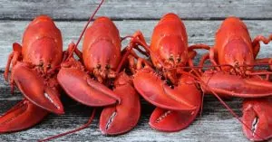 Tại sao khi tôm chín lại có màu đỏ