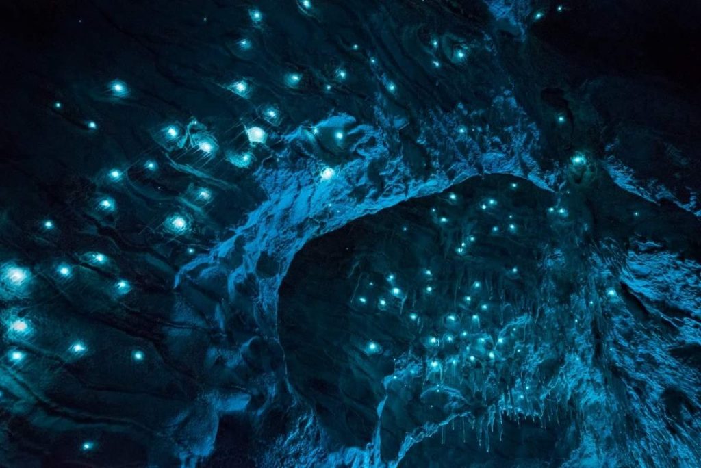 waitomo-glowworm-1024x684-1