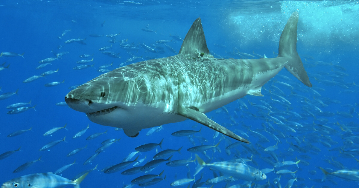 white_shark Cá mập xanh