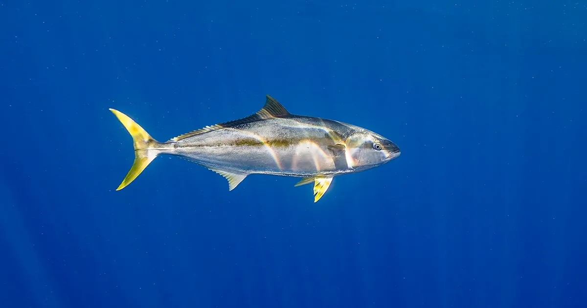 Cá Ngừ Vây Vàng