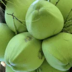 Dừa xiêm – Hương vị tươi mát của miền nhiệt đới