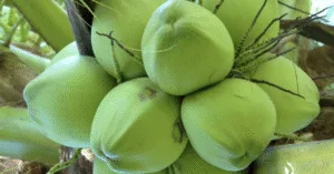 Dừa xiêm – Hương vị tươi mát của miền nhiệt đới