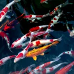 Cá koi – Biểu tượng của may mắn và thịnh vượng