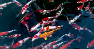 Cá koi – Biểu tượng của may mắn và thịnh vượng