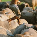 Con trâu – Người bạn của nhà nông Việt Nam