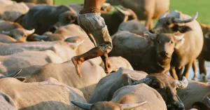 Con trâu – Người bạn của nhà nông Việt Nam