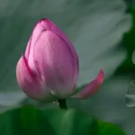 Hồ sen mùa hè – Không gian thanh tịnh và thơ mộng