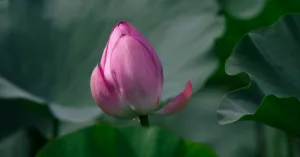 Hồ sen mùa hè – Không gian thanh tịnh và thơ mộng