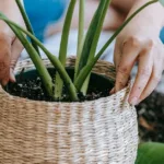 Chăm Sóc Cây Cảnh Trong Nhà: Bí Kíp Toàn Diện Cho Người Mới Bắt Đầu