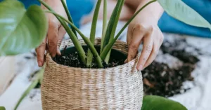 Chăm Sóc Cây Cảnh Trong Nhà: Bí Kíp Toàn Diện Cho Người Mới Bắt Đầu