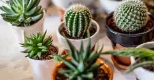 Trồng cây xương rồng dễ dàng