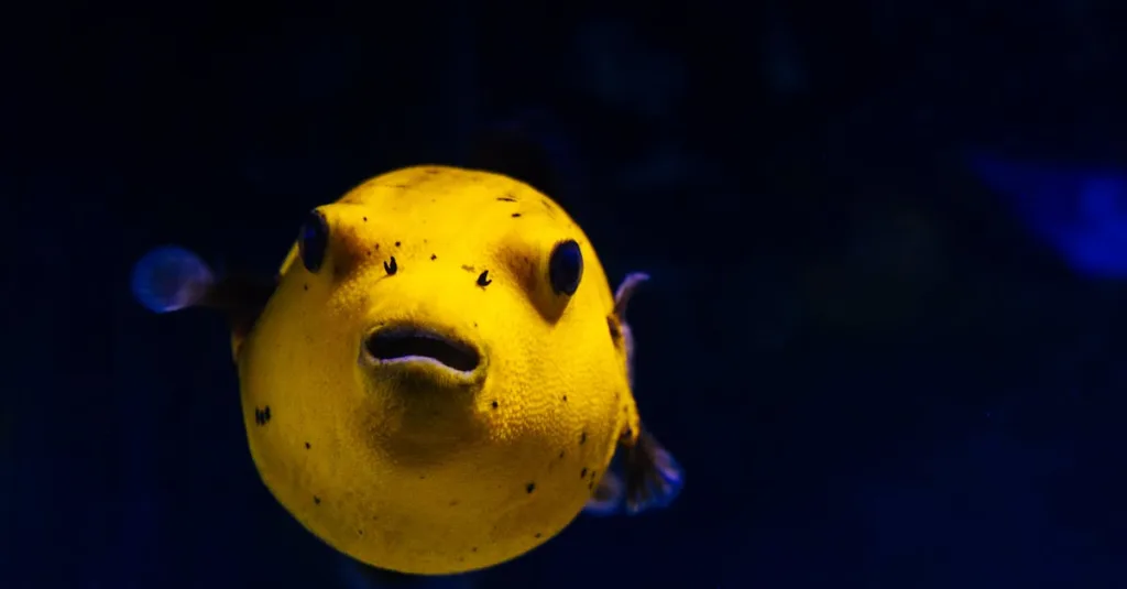 Nuôi cá cảnh cho người mới bắt đầu