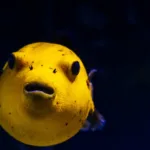 Nuôi cá cảnh cho người mới bắt đầu