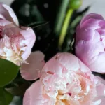 Bí quyết giữ hoa cắm tươi lâu trong nhà