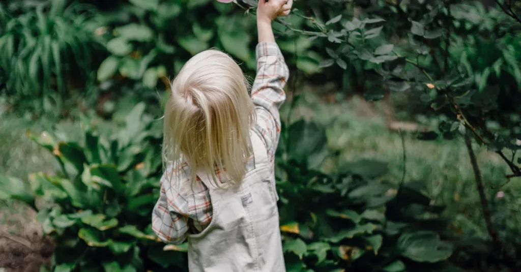 Kỹ thuật trồng hoa hồng cho người mới