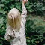 Kỹ thuật trồng hoa hồng cho người mới