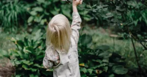 Kỹ thuật trồng hoa hồng cho người mới