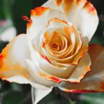 Cách cắm hoa nghệ thuật đẹp mắt tại nhà