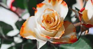 Cách cắm hoa nghệ thuật đẹp mắt tại nhà