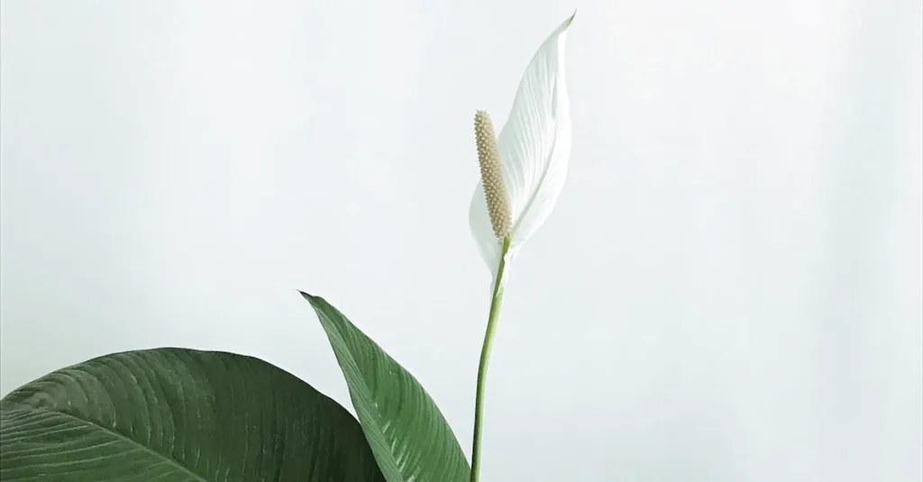 Top cây lọc không khí tốt nhất cho nhà bạn