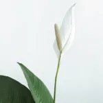 Top cây lọc không khí tốt nhất cho nhà bạn