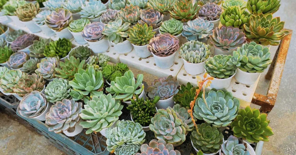 Chăm sóc sen đá tại nhà cho người mới bắt đầu