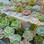 Chăm sóc sen đá tại nhà cho người mới bắt đầu