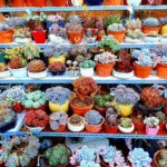 Chăm sóc sen đá tại nhà cho người mới bắt đầu