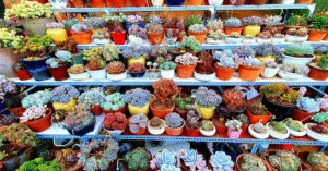 Chăm sóc sen đá tại nhà cho người mới bắt đầu