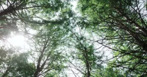 Năng lượng mặt trời trong đời sống