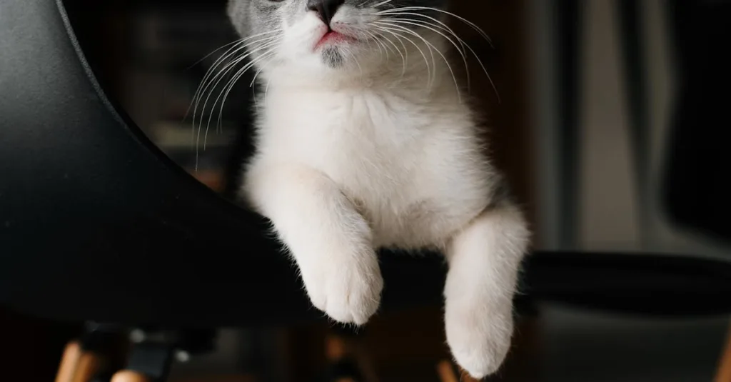 Nuôi mèo trong nhà – Bí quyết và kinh nghiệm