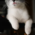 Nuôi mèo trong nhà – Bí quyết và kinh nghiệm