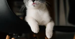 Nuôi mèo trong nhà – Bí quyết và kinh nghiệm