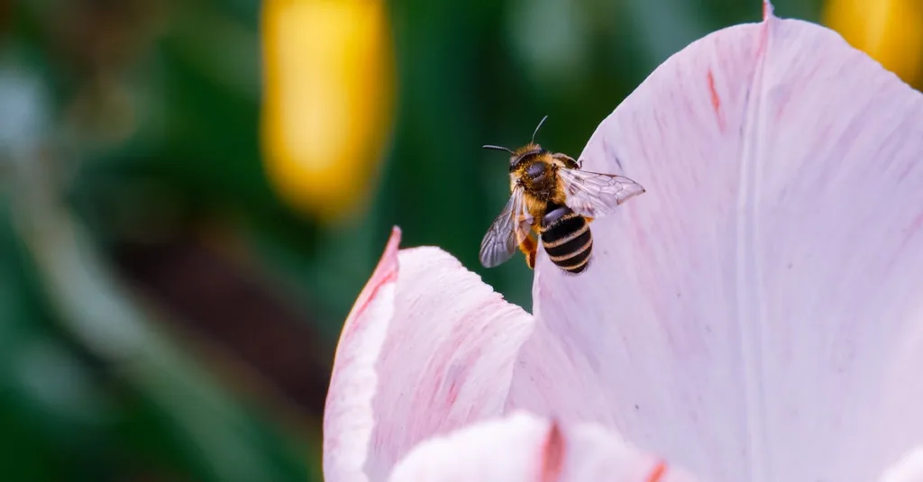 Đà Lạt mùa hoa và những trải nghiệm khó quên