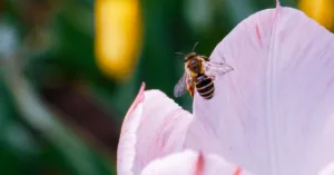 Đà Lạt mùa hoa và những trải nghiệm khó quên