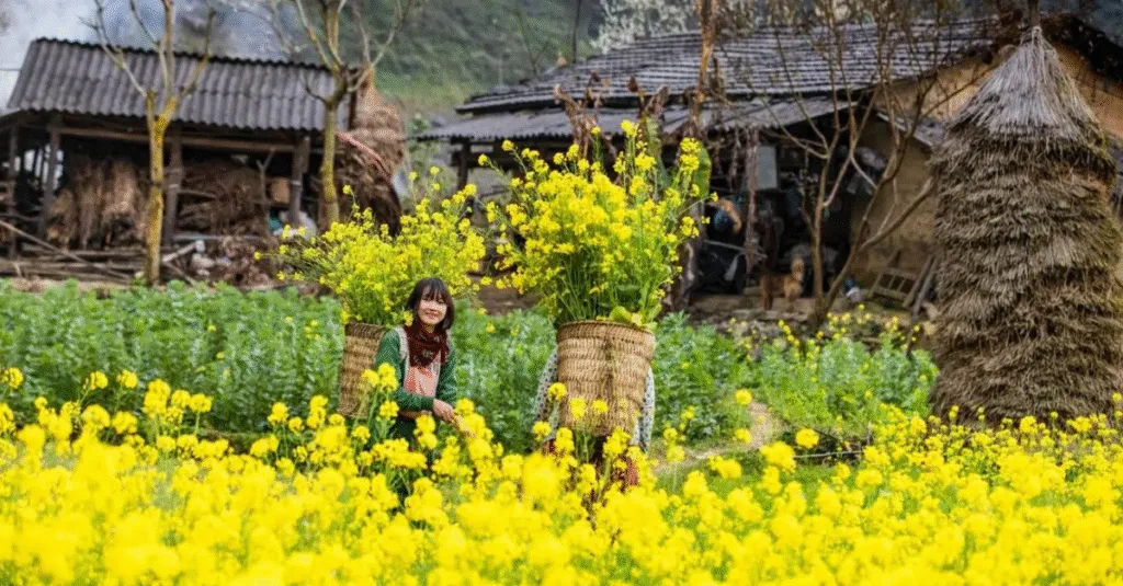 Hà Giang – Mùa hoa tuyệt đẹp