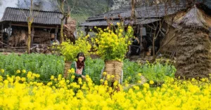 Hà Giang – Mùa hoa tuyệt đẹp