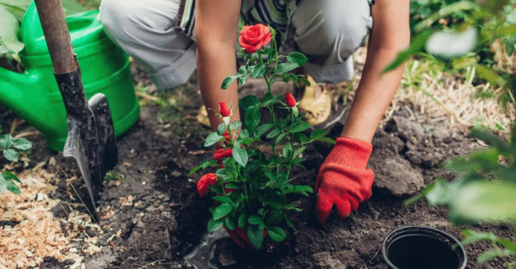 Trồng hoa hồng trong vườn nhà