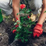 Trồng hoa hồng trong vườn nhà