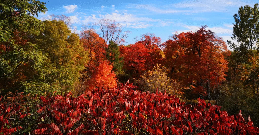 Canada – Mùa lá đỏ quyến rũ