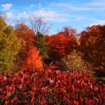 Canada – Mùa lá đỏ quyến rũ