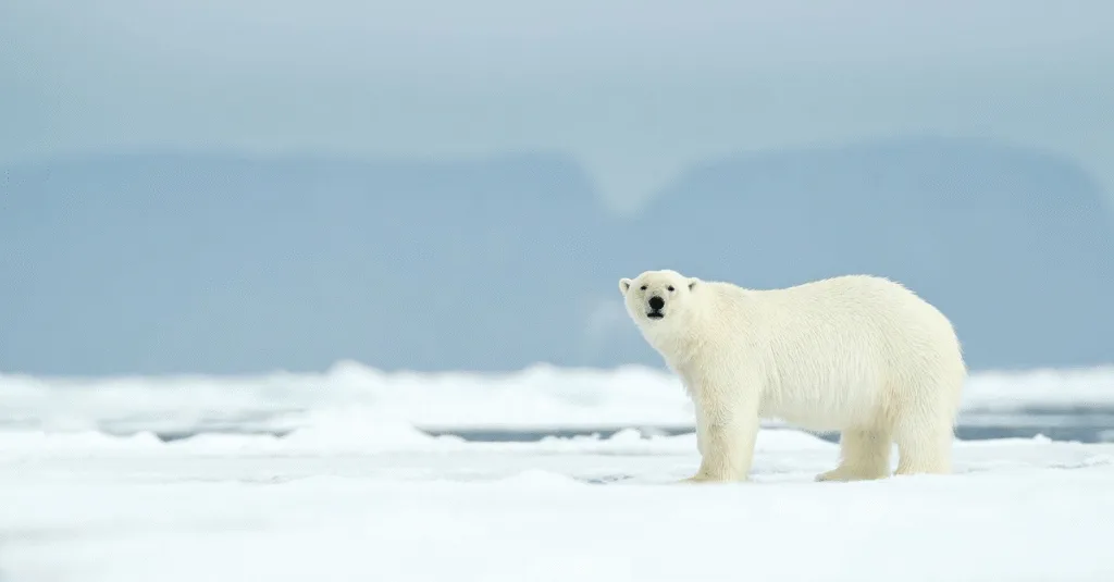 Bắc Cực – Thế giới băng tuyết